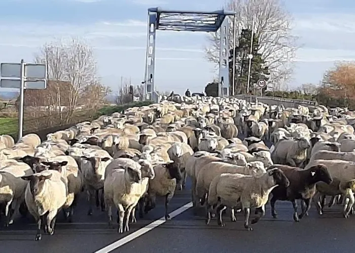 Halte Nature En Baie De Somme * Saint-Valéry-sur-Somme
